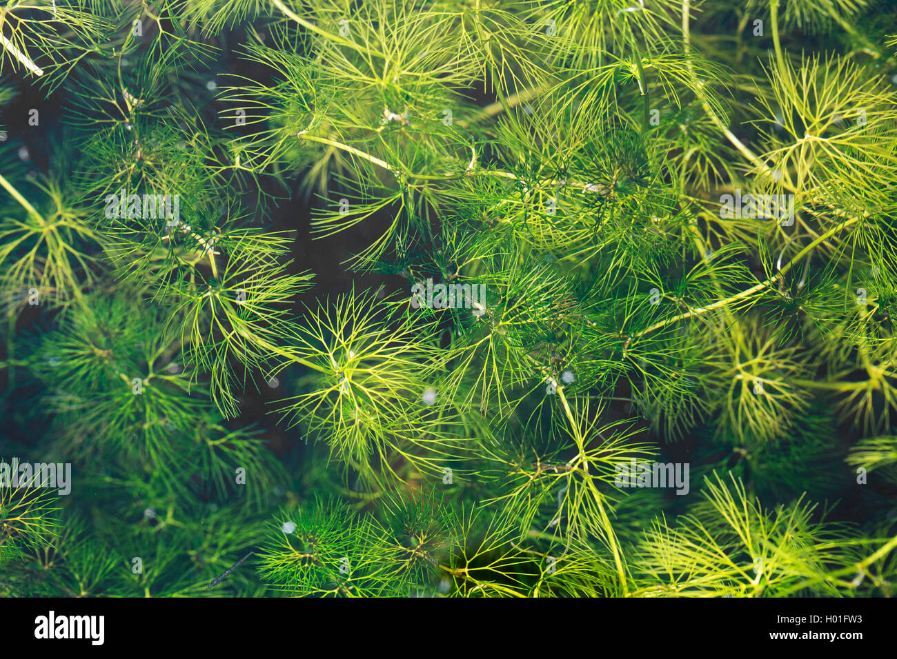 common hornwort, rigid hornwort (Ceratophyllum demersum), leaves, Germany Stock Photo