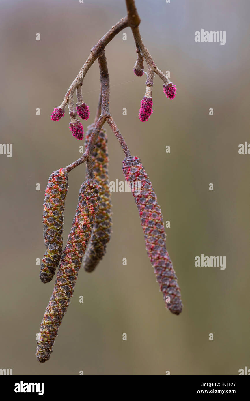 common alder, black alder, European alder (Alnus glutinosa), male and female catkins, Germany Stock Photo