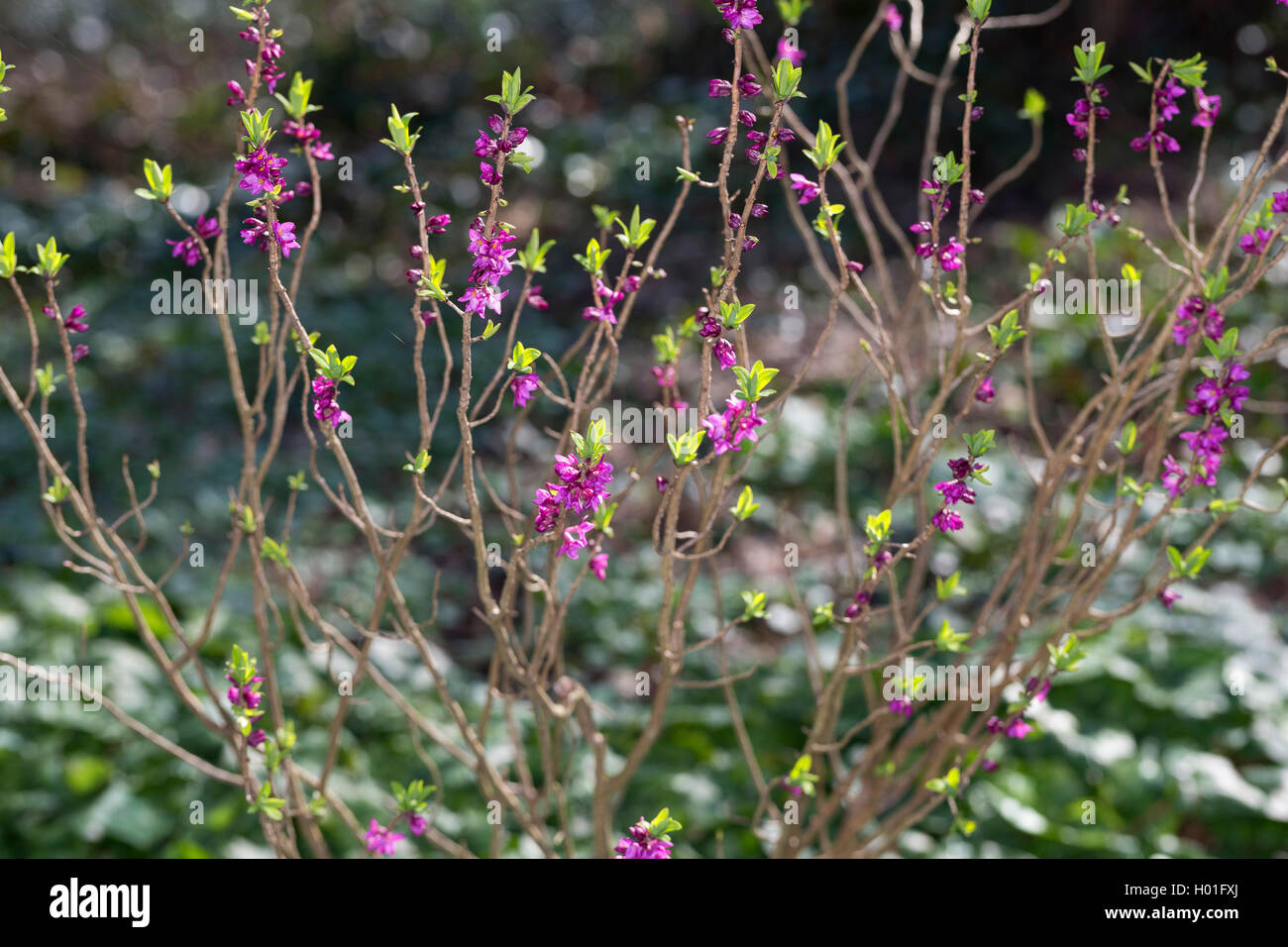 mezereon, February daphne (Daphne mezereum), blooming bush, Germany Stock Photo
