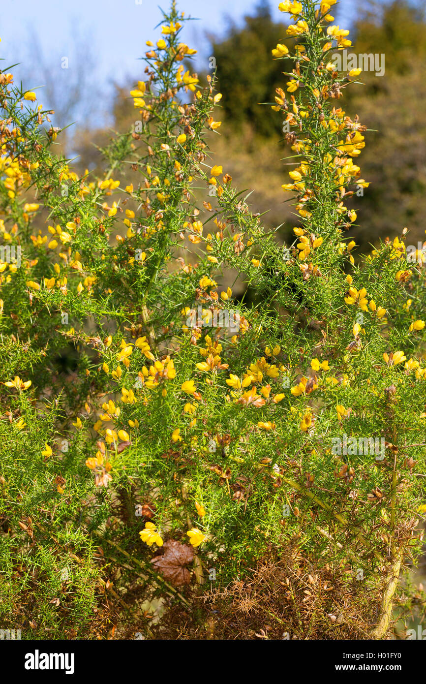 gorse, furze, golden gorse (Ulex europaeus), blooming, Germany Stock Photo