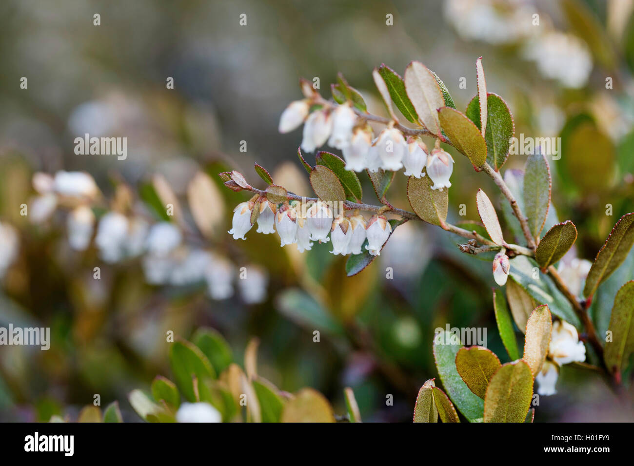 cassandra, Leatherleaf (Chamaedaphne calyculata), blooming branches Stock Photo