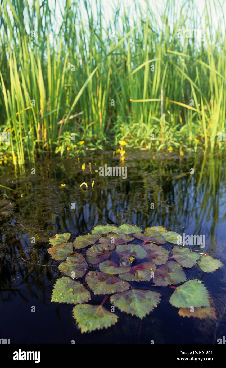 water chestnut (Trapa natans), on a pond, Germany Stock Photo