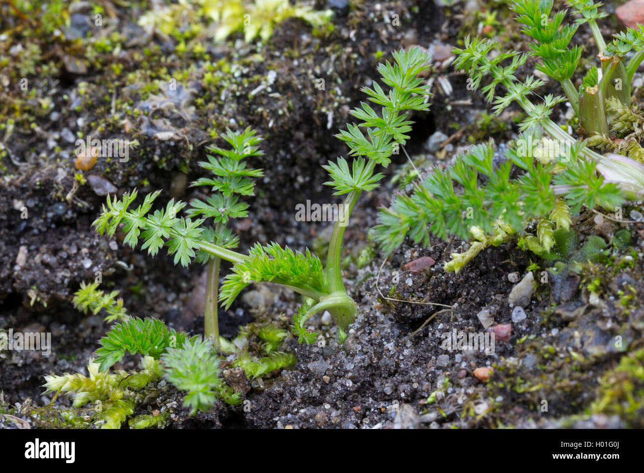 common caraway (Carum carvi), young leaves, Germany Stock Photo