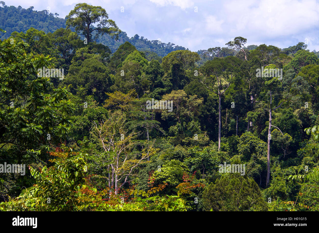 Regenwald mit verschiedenartigen Fluegelfruchtgewaechsen bei Tabin, Malaysia, Borneo, Sabah | diverse dipterocarp rainforest at  Stock Photo