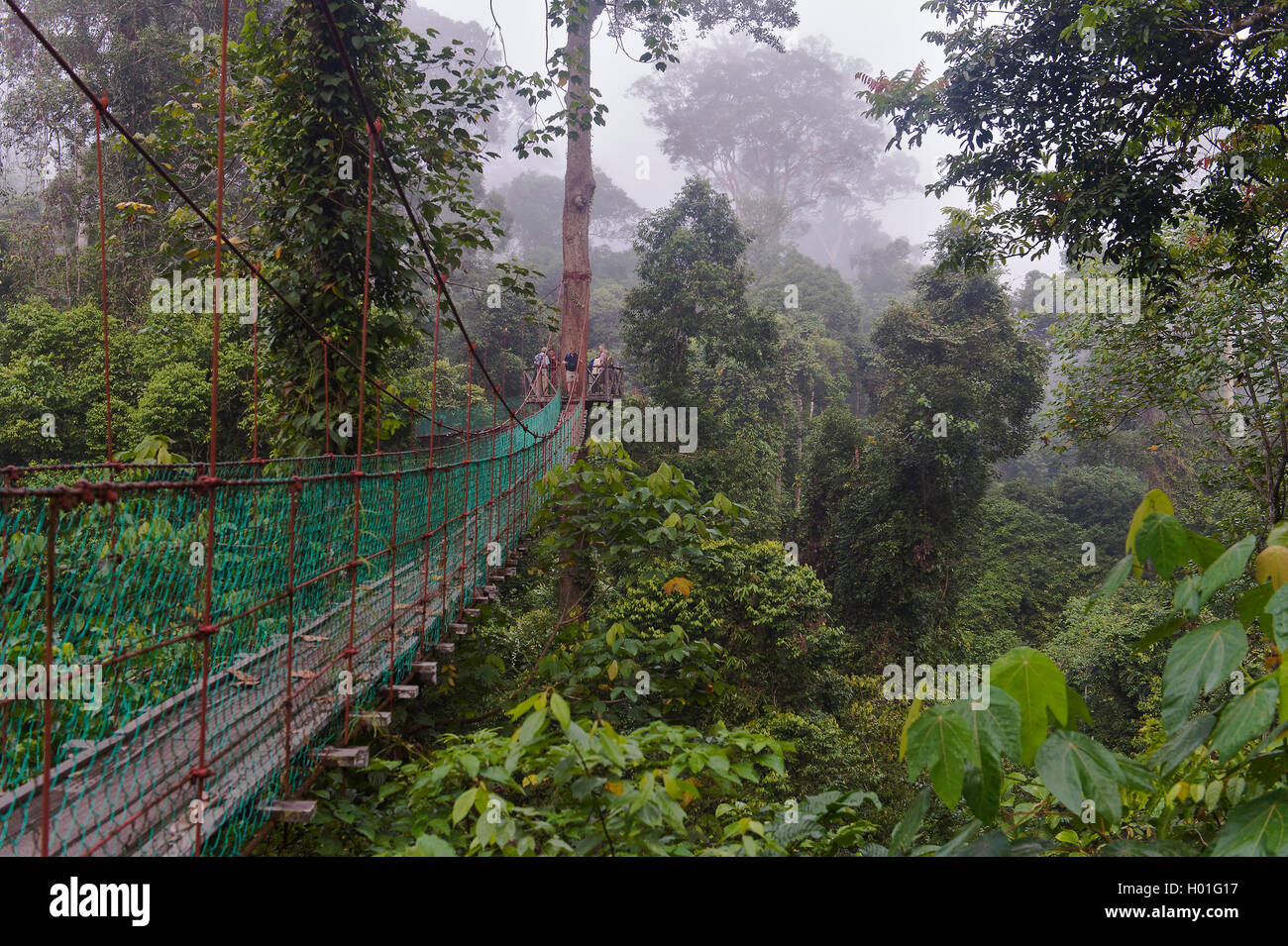 Baumwipfelpfad im Fluegelfrucht-Regenwald im Danum Valley, Malaysia, Borneo, Sabah | canopy walkway in the dipterocarp rainfores Stock Photo