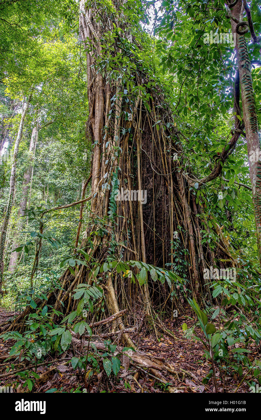 Wuergefeige, Wuerge-Feige (Ficus spec.), eine grosse Wuergfeige waechst auf einem Baumriesen im Fluegelfrucht-Regenwald des Danu Stock Photo