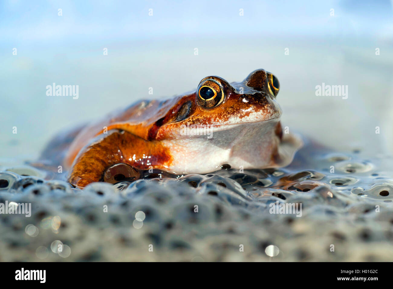 Grasfrosch, Gras-Frosch (Rana temporaria), sitzt auf Froschlaich,  Deutschland | common frog, grass frog (Rana temporaria), sits Stock Photo -  Alamy