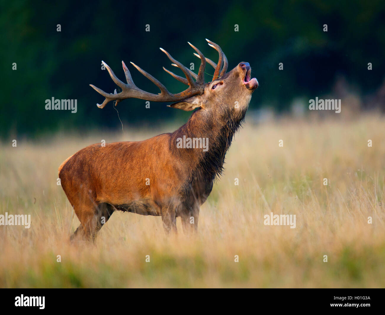 Der Rote Hirsch Bleibt Zu | Der Rothirsch – FDDC