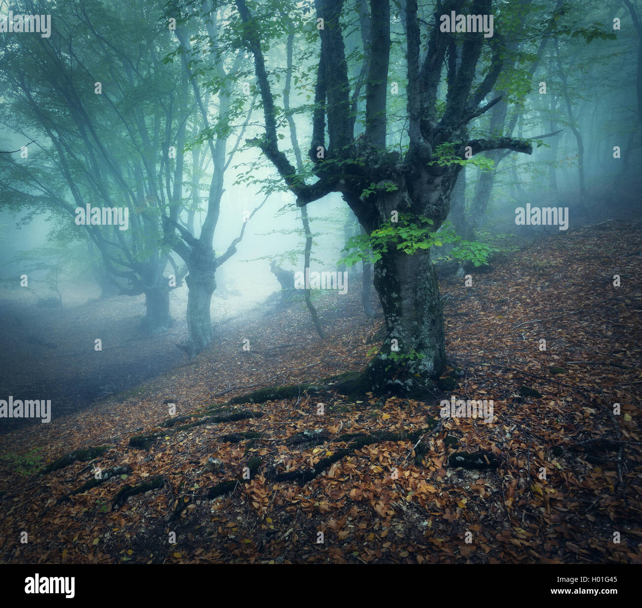 Foggy forest. Mystical autumn forest in fog in the morning. Old Tree. Beautiful landscape with trees, colorful orange leaves and Stock Photo