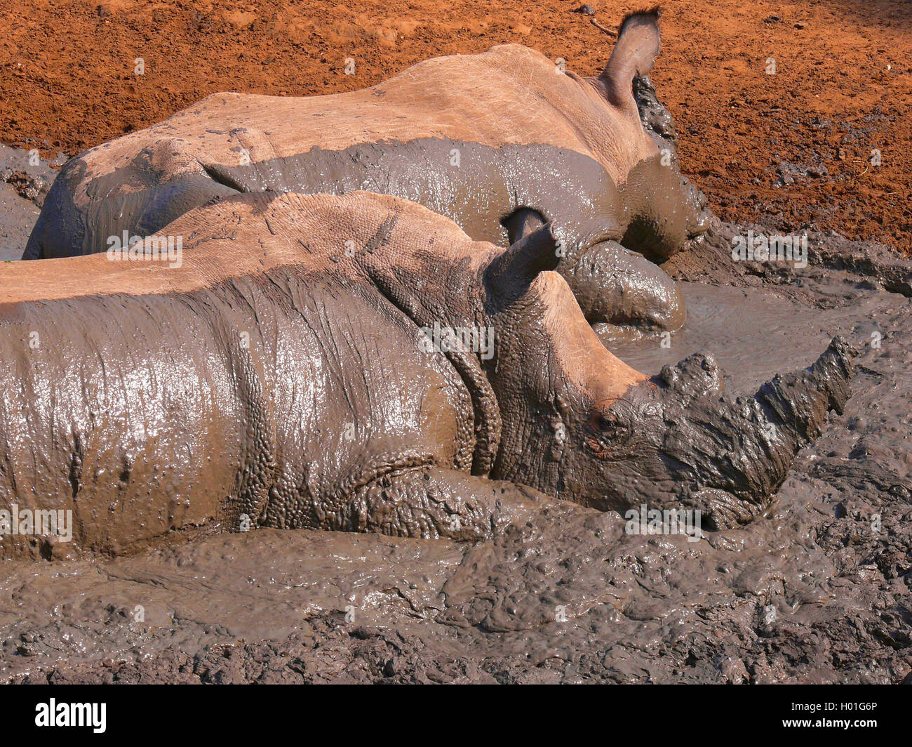 Breitmaulnashorn, Breitmaul-Nashorn, Breitlippennashorn, Breitlippen-Nashorn, Weisses Nashorn (Ceratotherium simum), zwei Breitm Stock Photo