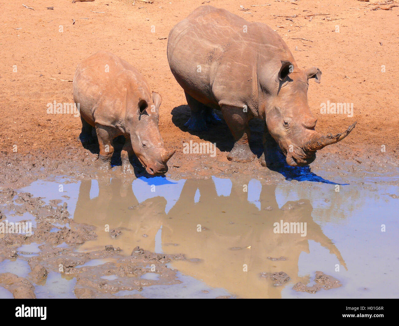 Breitmaulnashorn, Breitmaul-Nashorn, Breitlippennashorn, Breitlippen-Nashorn, Weisses Nashorn (Ceratotherium simum), trinkt mit  Stock Photo