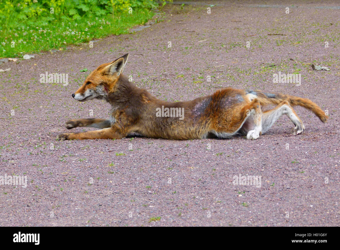 red fox (Vulpes vulpes), scratches its belly on a street, Germany Stock Photo