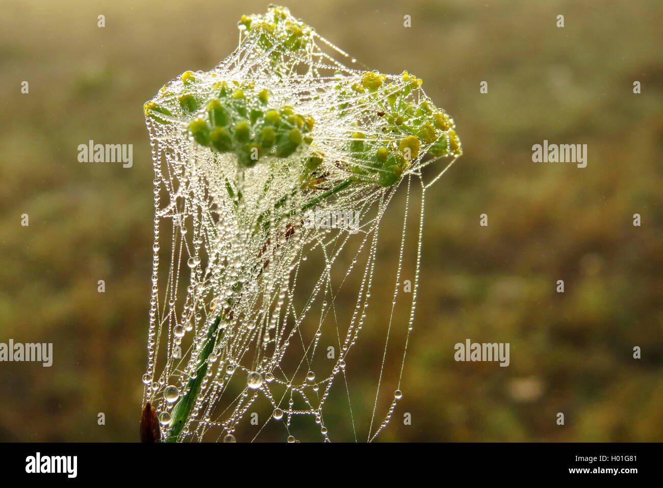 Fenchel (Foeniculum vulgare, Anethum foeniculum), taubenetztes Spinnennetz ueber Fenchelblueten, Spanien | sweet fennel (Foenicu Stock Photo