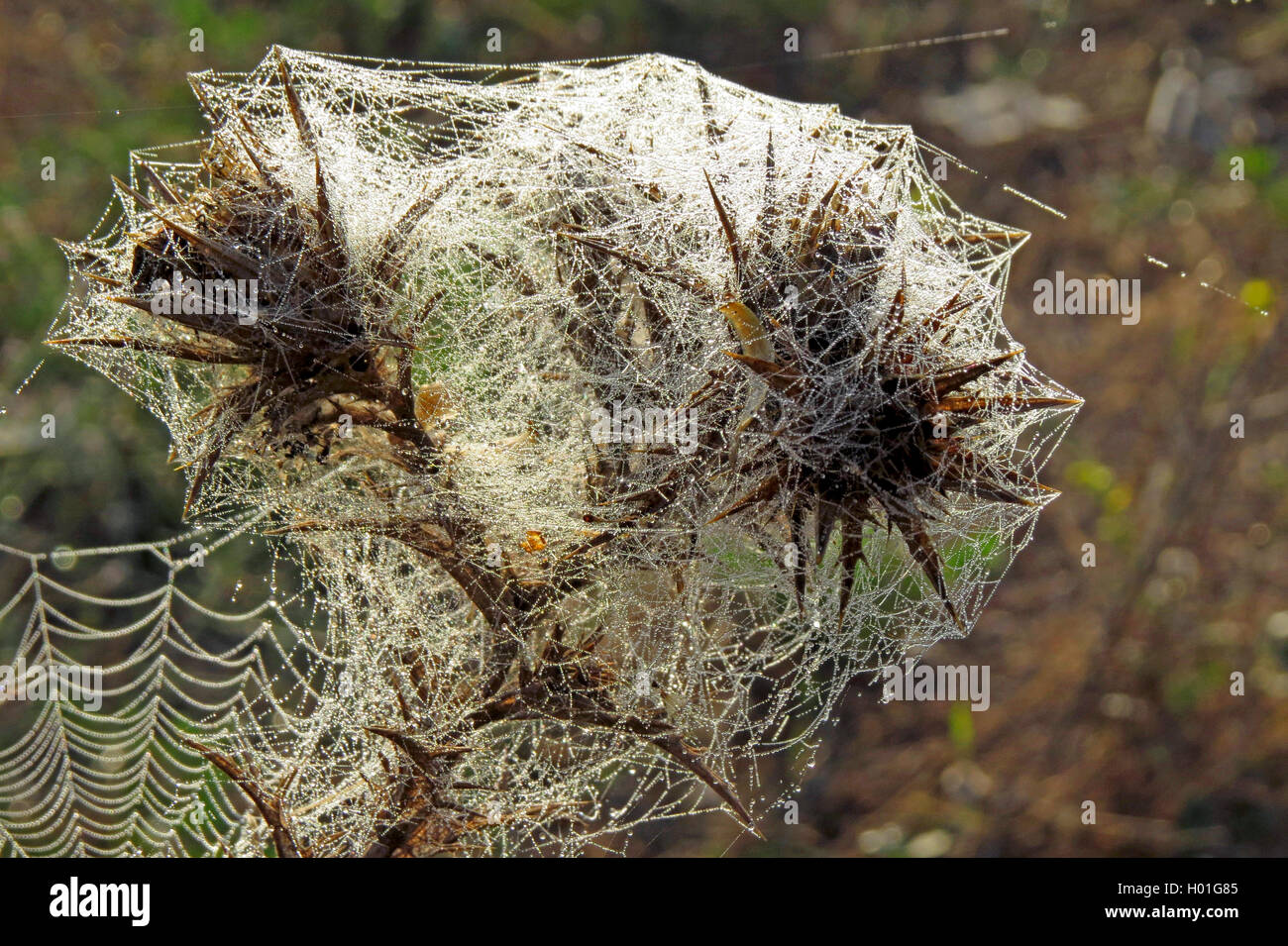 taubenetztes Spinnennetz ueber Disteln, Spanien | spiderweb with dewdrops over inflorescence of thistles, Spain | BLWS427096.jpg Stock Photo