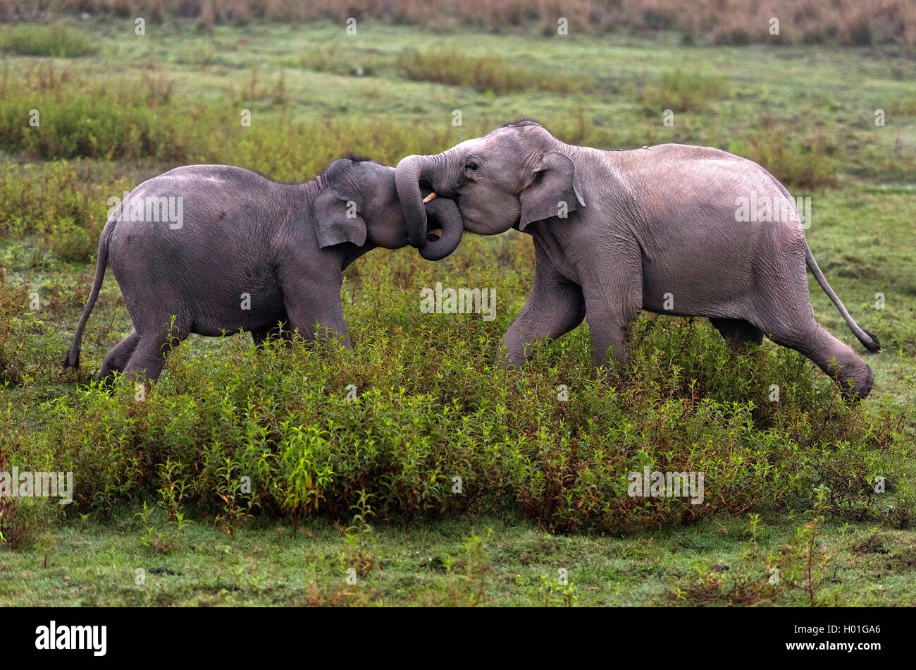 Indischer Elefant, Asiatischer Elefant (Elephas maximus indicus, Elephas maximus bengalensis), junge Indische Elefanten raufen,  Stock Photo