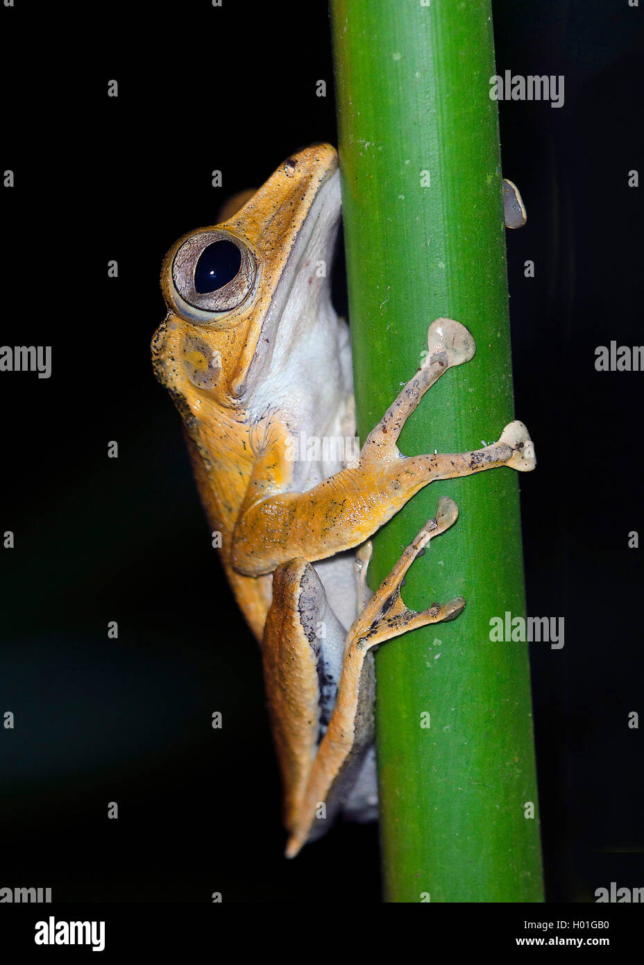 Tropischer Frosch, Hylarana (Hylarana megalonesa), sitzt an einem Bambusstab, Malaysia, Borneo, Sabah, Danum Valley | frog (Hyla Stock Photo