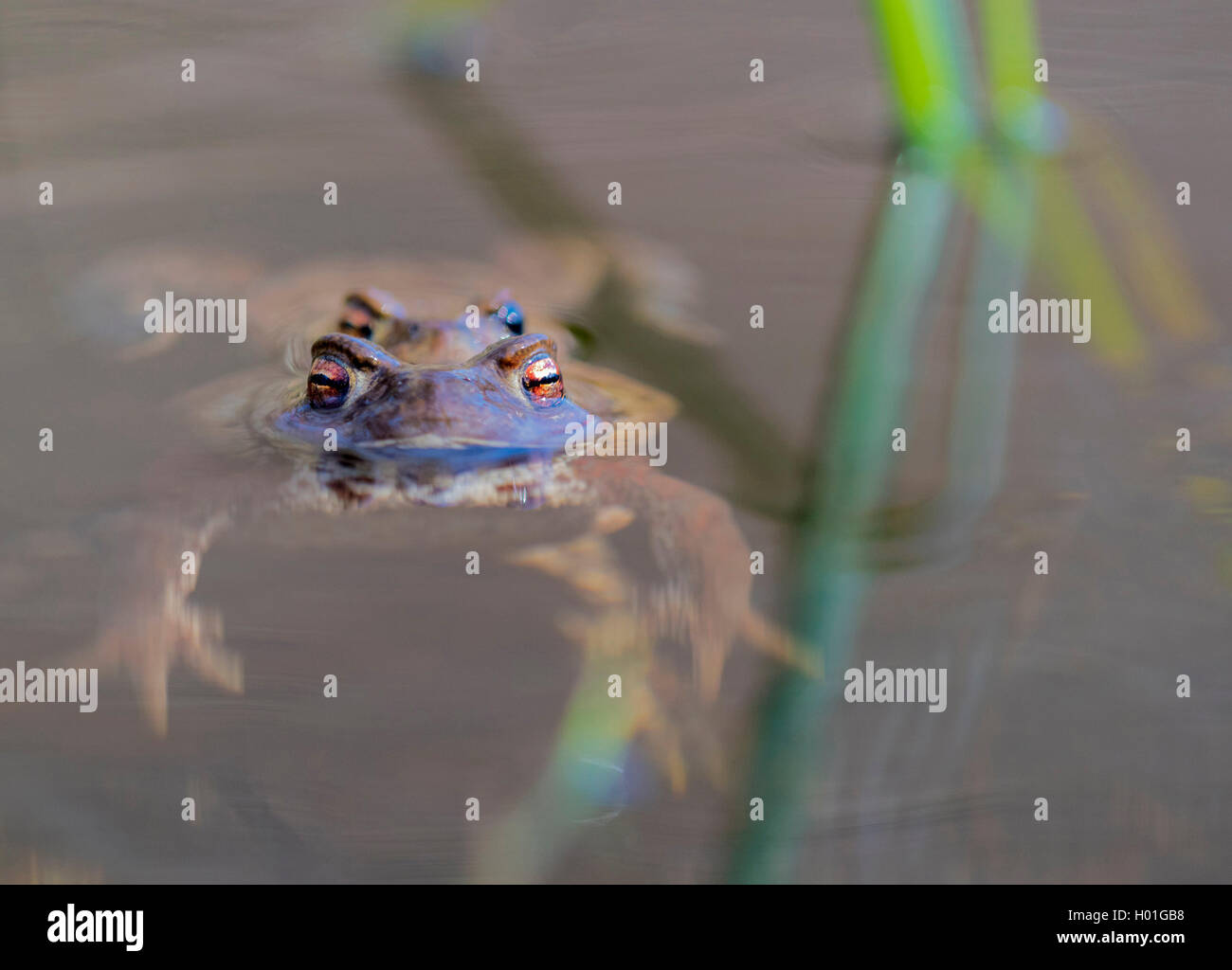 Erdkroete, Erd-Kroete (Bufo bufo), Paar an der Wasseroberflaeche, Norwegen | European common toad (Bufo bufo), couple at water s Stock Photo