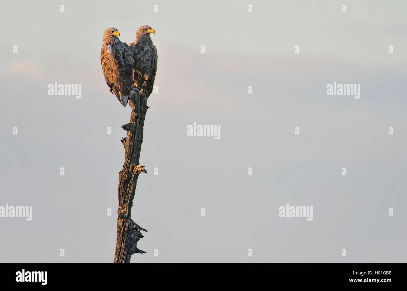 Seeadler, See-Adler (Haliaeetus albicilla), Paar auf einem Stock, Finnland | white-tailed sea eagle (Haliaeetus albicilla), pair Stock Photo