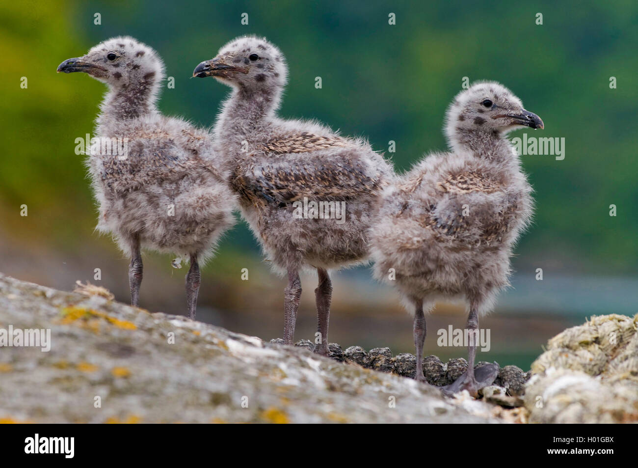 Mantelmoewe, Mantel-Moewe (Larus marinus), Mantelmoewenkueken am Boden, Norwegen, Hidra | greater black-backed gull (Larus marin Stock Photo