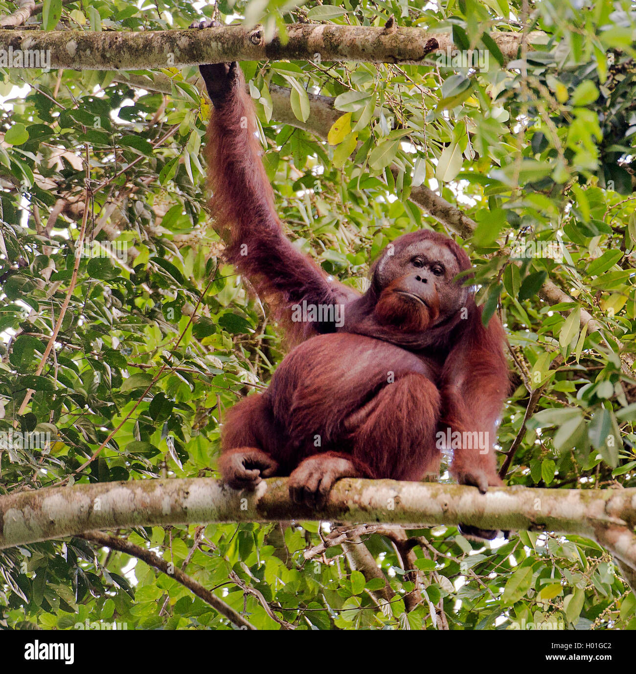 Nordoestlicher Borneo-Orang-Utan, Borneo-Orang-Utan, Borneo-Orangutan (Pongo pygmaeus morio), maennlicher Orang-Utan in einer Ba Stock Photo