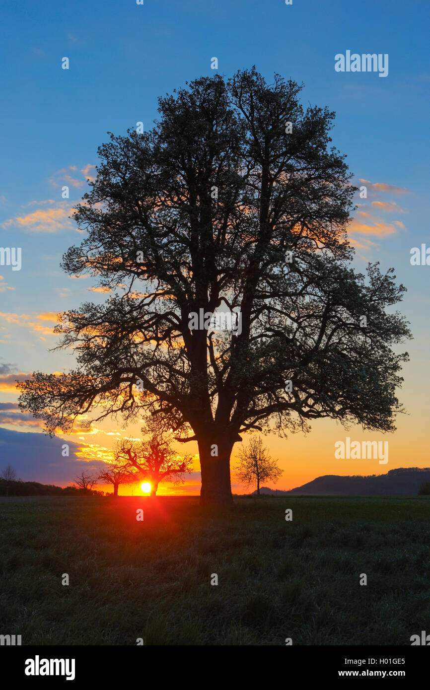 Common pear (Pyrus communis), silhouette of a pear tree at sunset, Switzerland Stock Photo