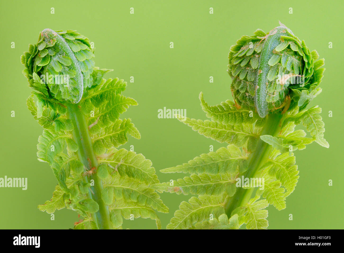 developing fern fronds, Switzerland Stock Photo