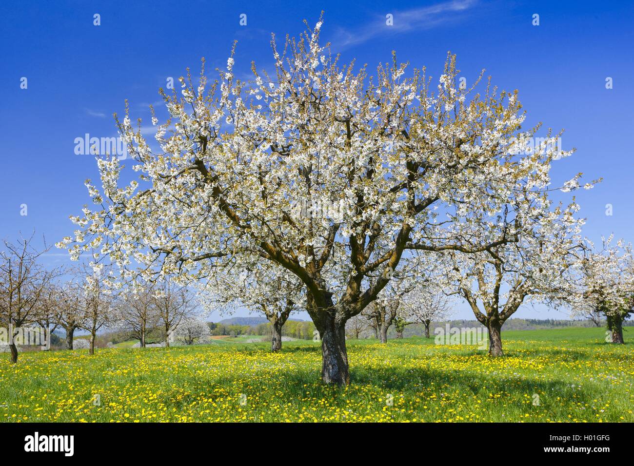 Cherry tree, Sweet cherry (Prunus avium), blooming cherry trees, Switzerland Stock Photo