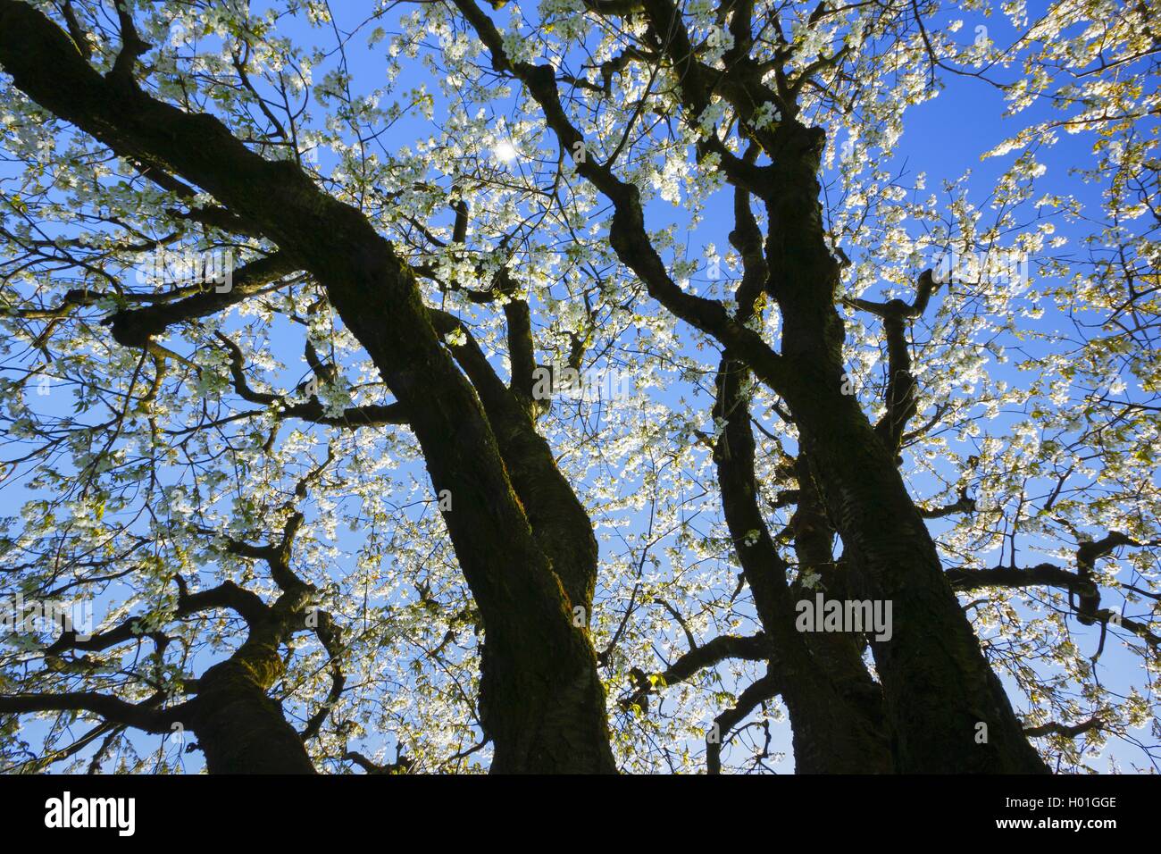 Kirschbaum, Kirsch-Baum (Prunus avium), Blick von unten in die bluehende Baumkrone, Schweiz | Cherry tree, Sweet cherry (Prunus  Stock Photo