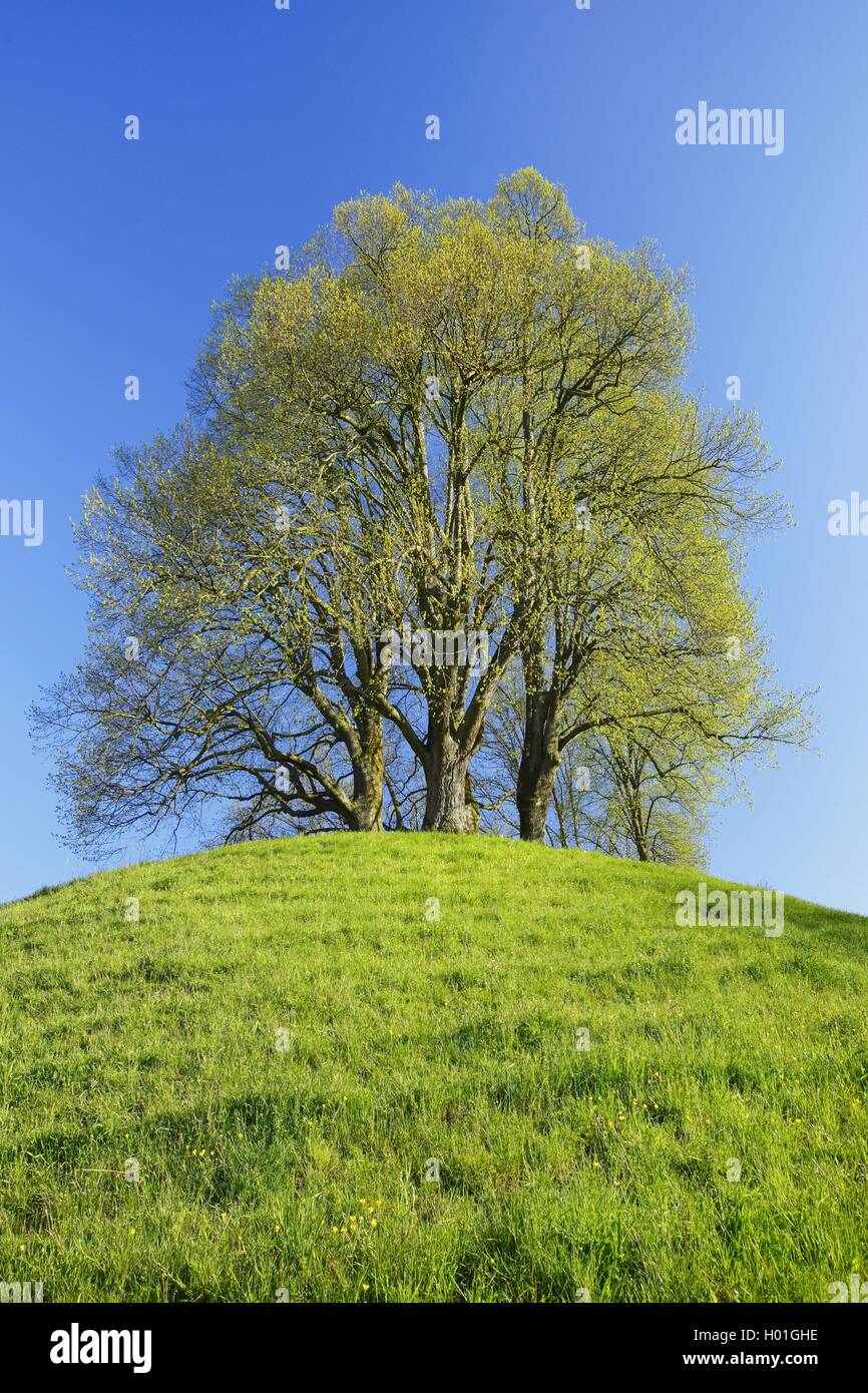 Green tree on a hill hi-res stock photography and images - Alamy