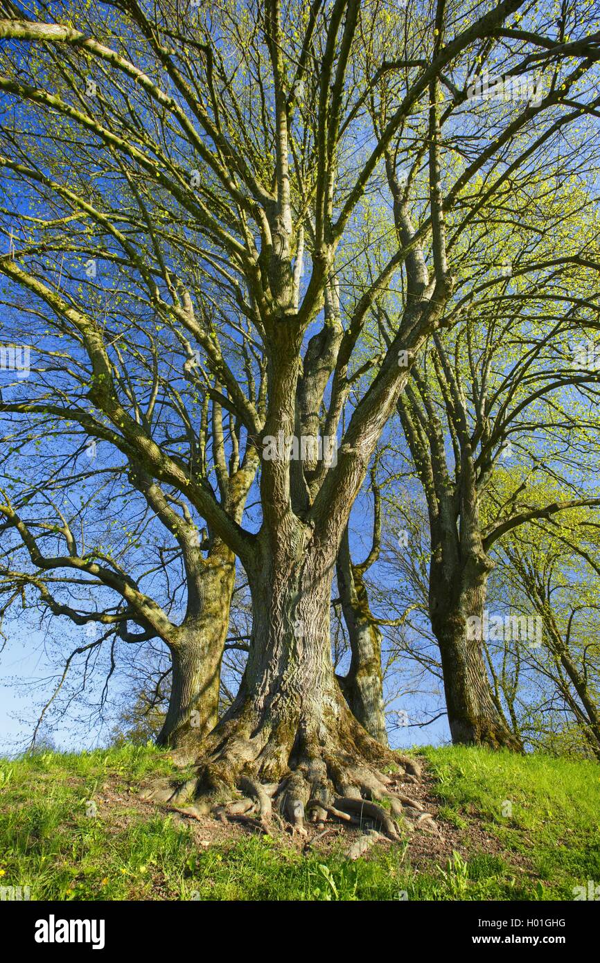 basswood, linden, lime tree (Tilia spec.), group in spring, Switzerland Stock Photo