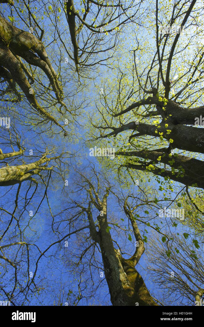 Linde (Tilia spec.), Blick von unten die Baumkronen einer Lindengruppe im Fruehjahr, Schweiz | basswood, linden, lime tree (Tili Stock Photo