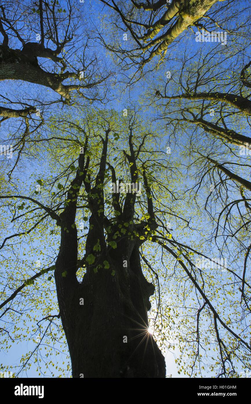 Linde (Tilia spec.), Blick von unten die Baumkronen einer Lindengruppe im Fruehjahr, Schweiz | basswood, linden, lime tree (Tili Stock Photo