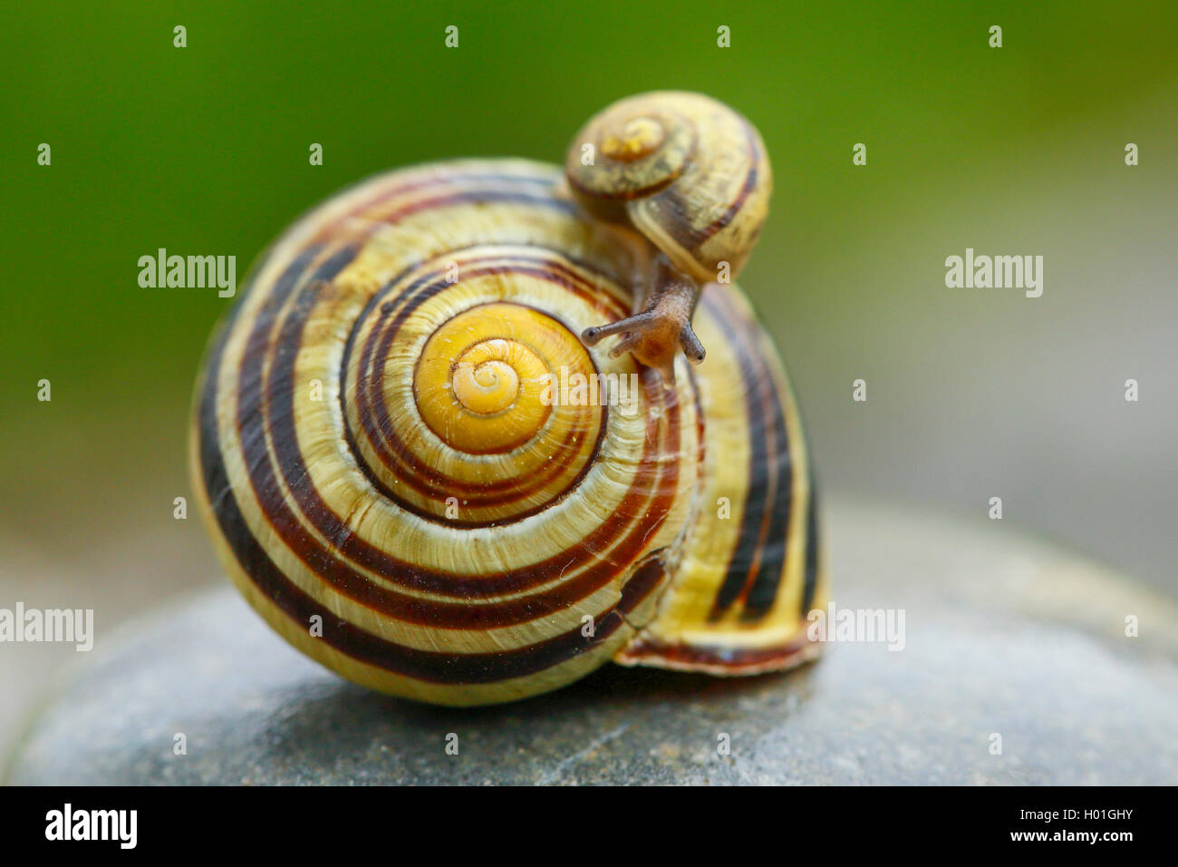 little snail on a big one Cepaea nemoralis brown-lipped snail Stock Photo