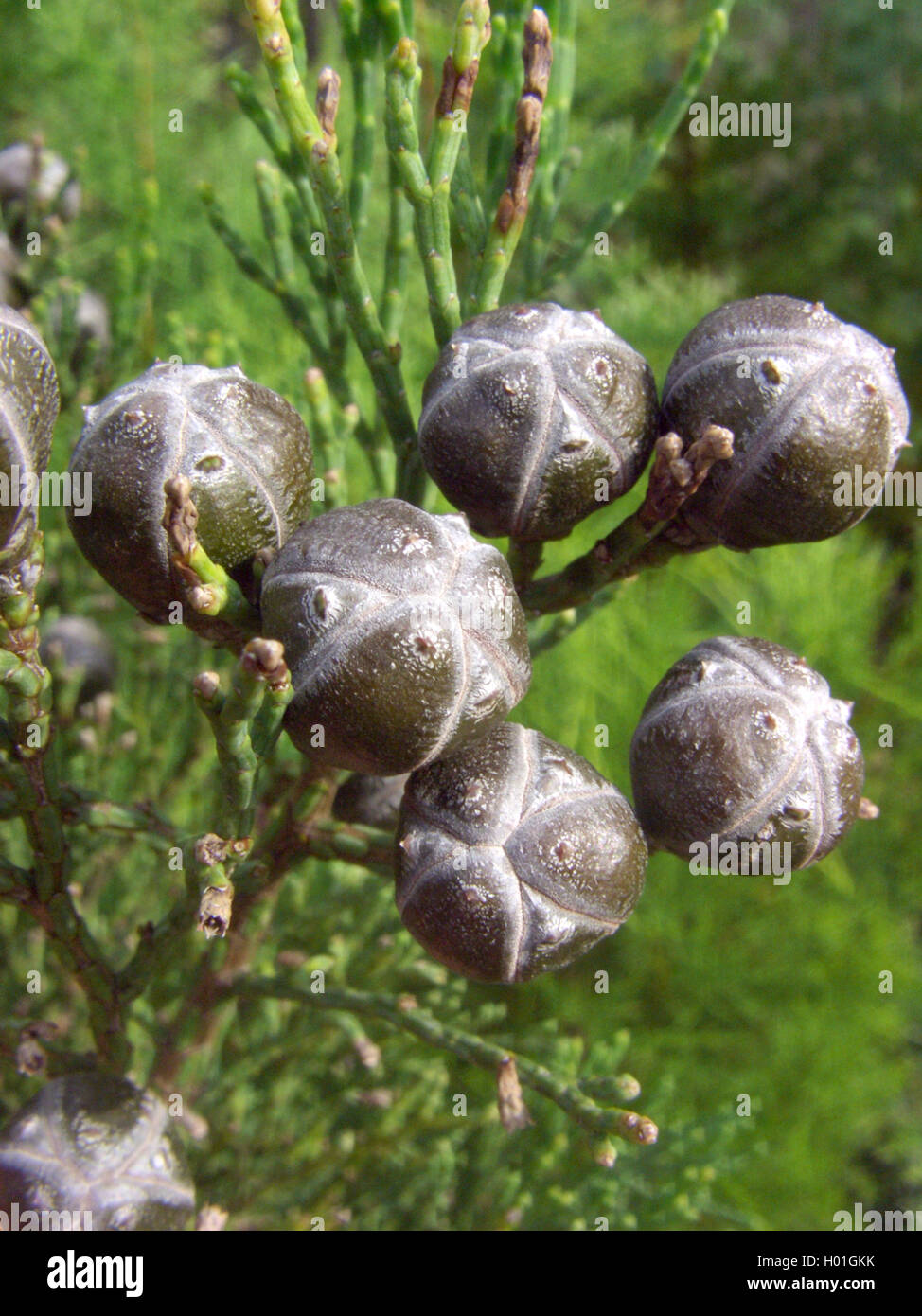 Small cypress pine (Callitris drummondii), group of cones Stock Photo