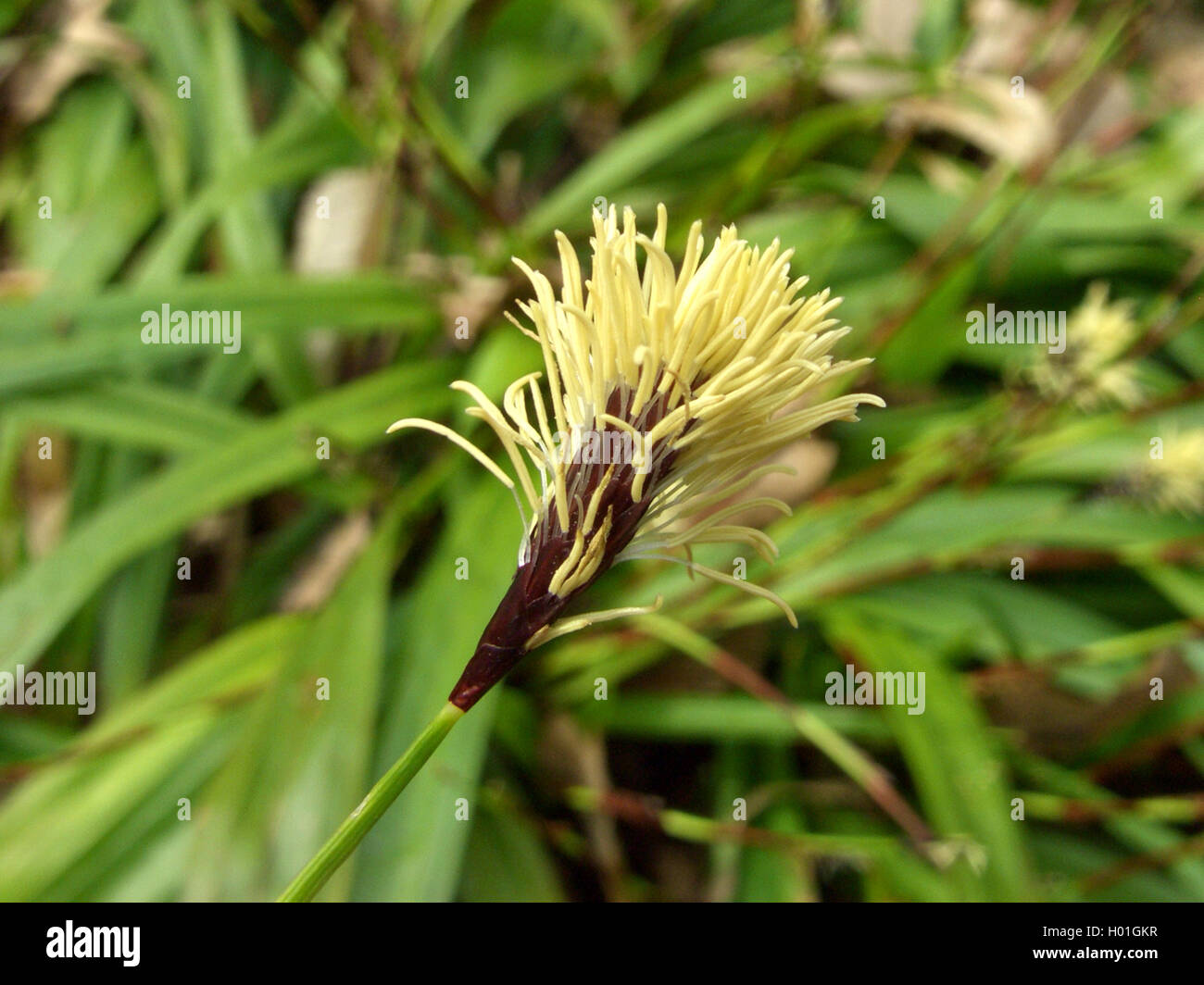 Sedge Inflorescence plantain-leaved sedge (Carex plantaginea), inflorescence Stock Photo ...