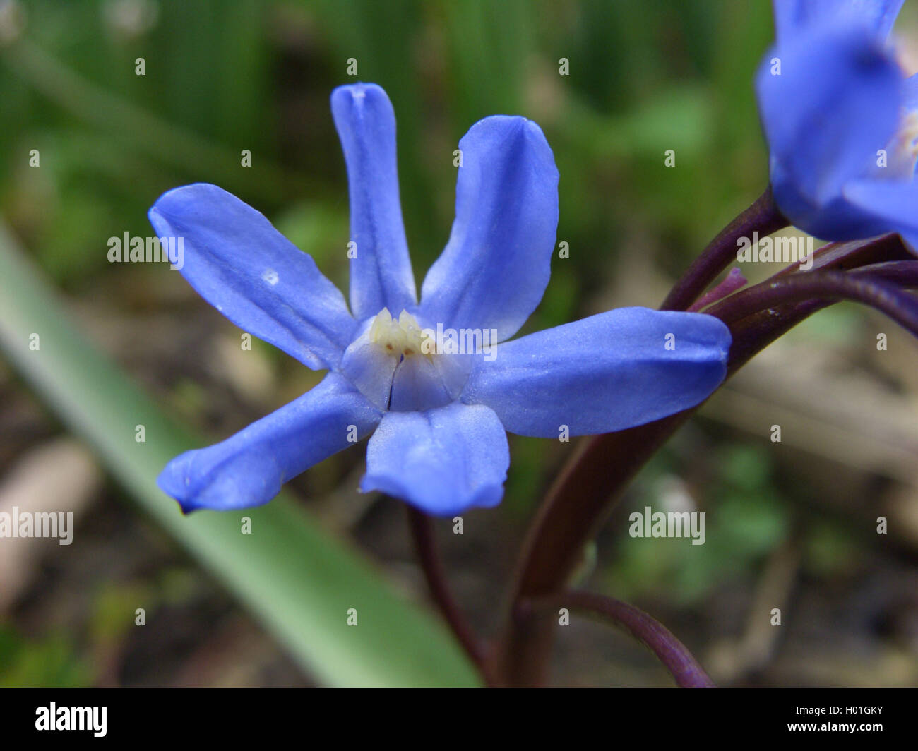 Grosse Sternhyazinthe (Chionodoxa forbesii, Scilla forbesii), Bluete | Glory-of-the-Snow (Chionodoxa forbesii, Scilla forbesii), Stock Photo