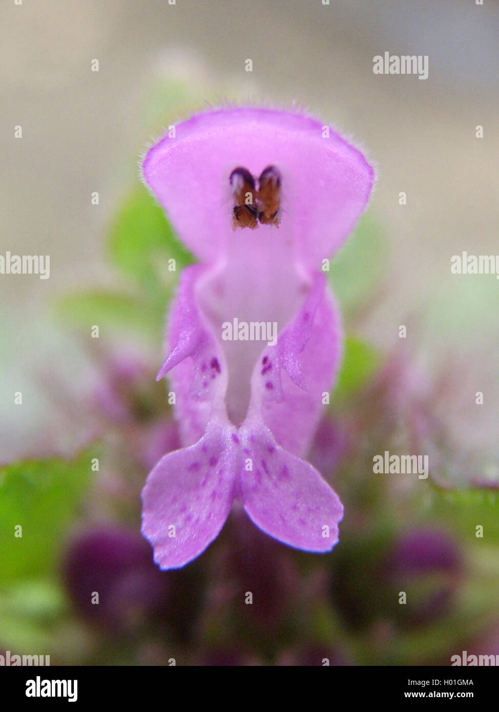 Purpurrote Taubnessel, Purpur-Taubnessel, Purpurtaubnessel (Lamium purpureum), Bluete, Deutschland, Nordrhein-Westfalen | red de Stock Photo