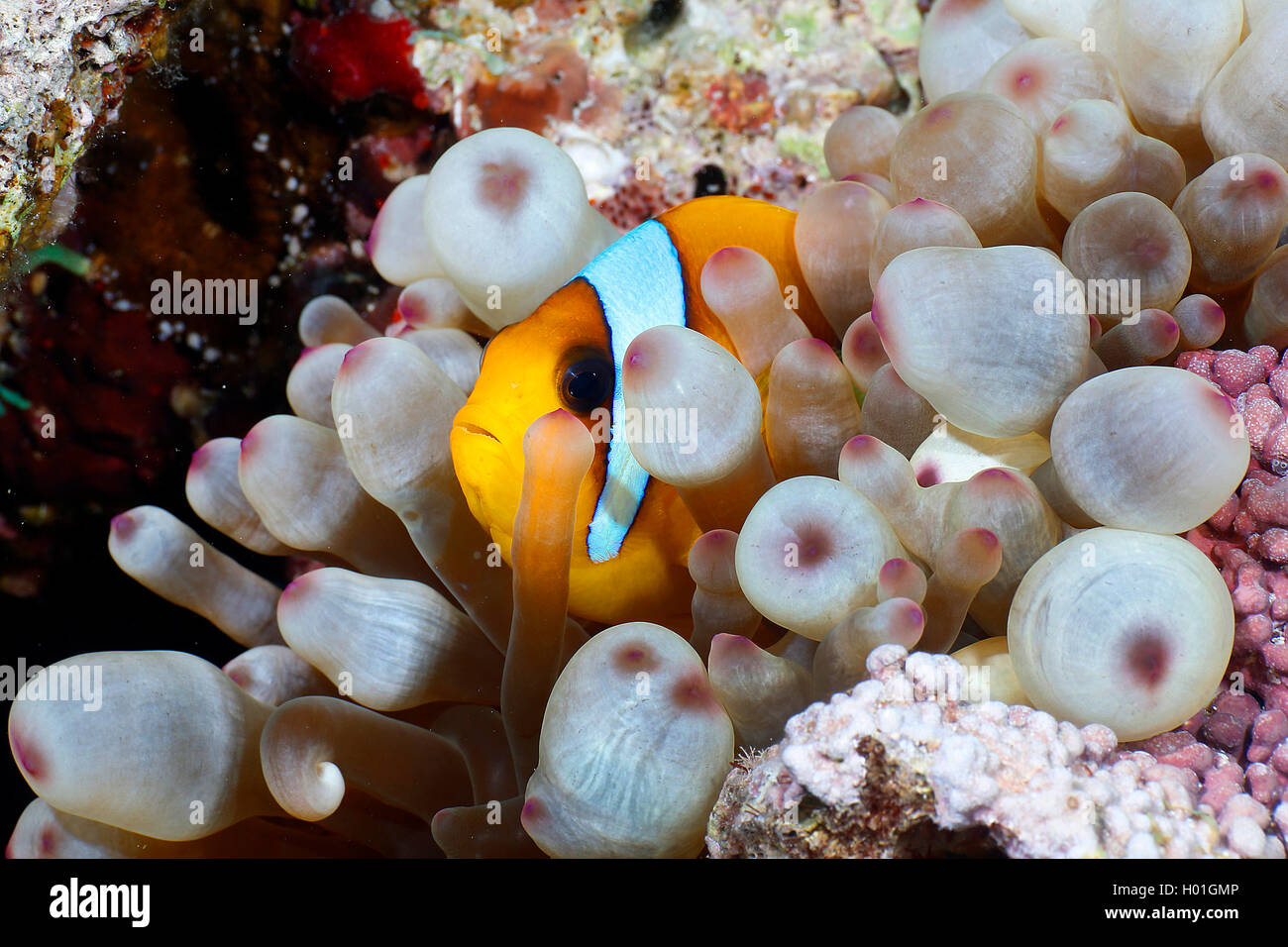 two-banded anemonefish, twoband anemonefish, red-sea anemonefish, Twobar anemone fish (Amphiprion bicinctus), within sea anemone, Egypt, Red Sea Stock Photo