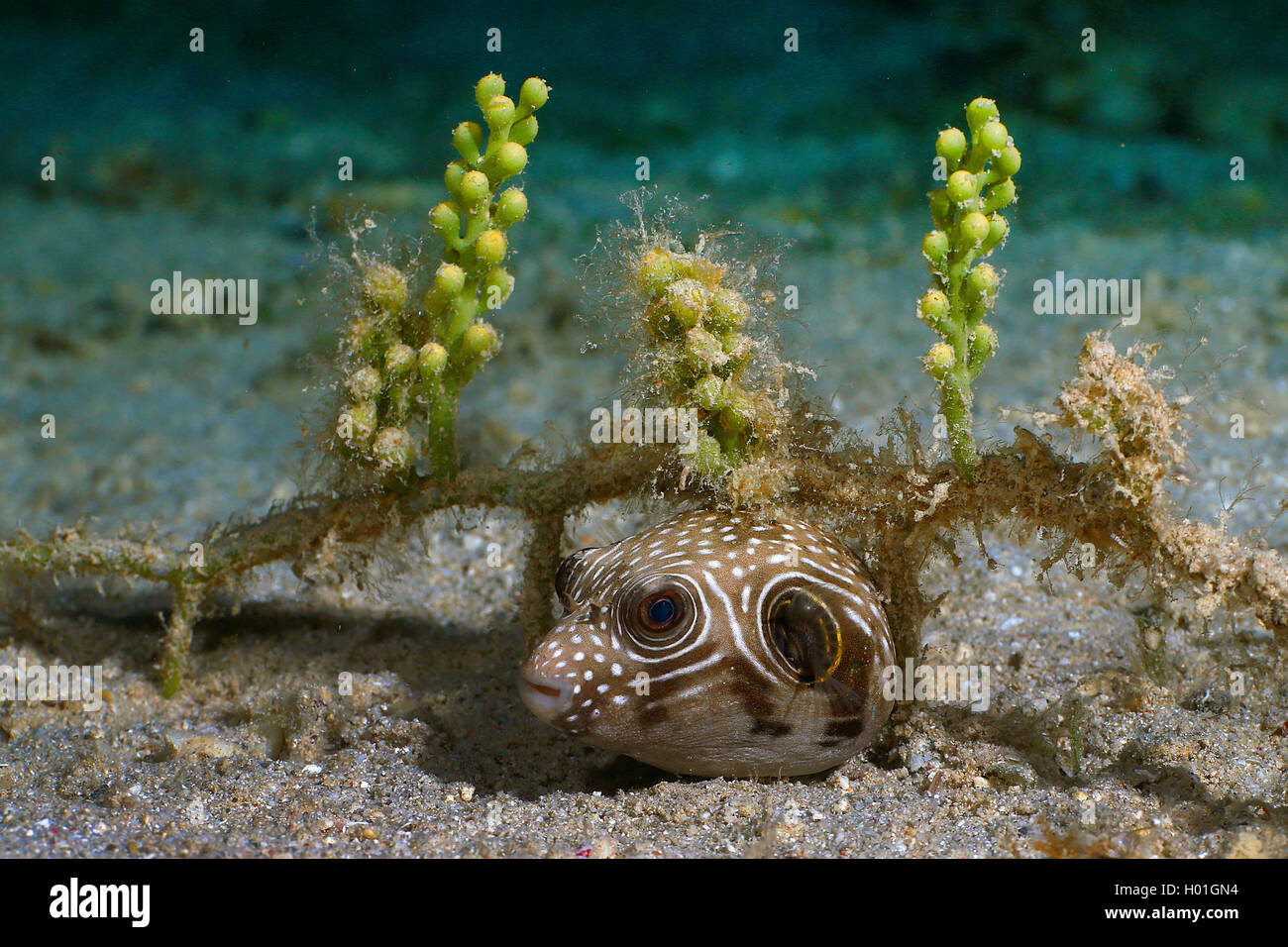toby, blaasop, toadfish, white-spotted puffer (Arothron hispidus), at sea bottom, Egypt, Red Sea, Hurghada Stock Photo