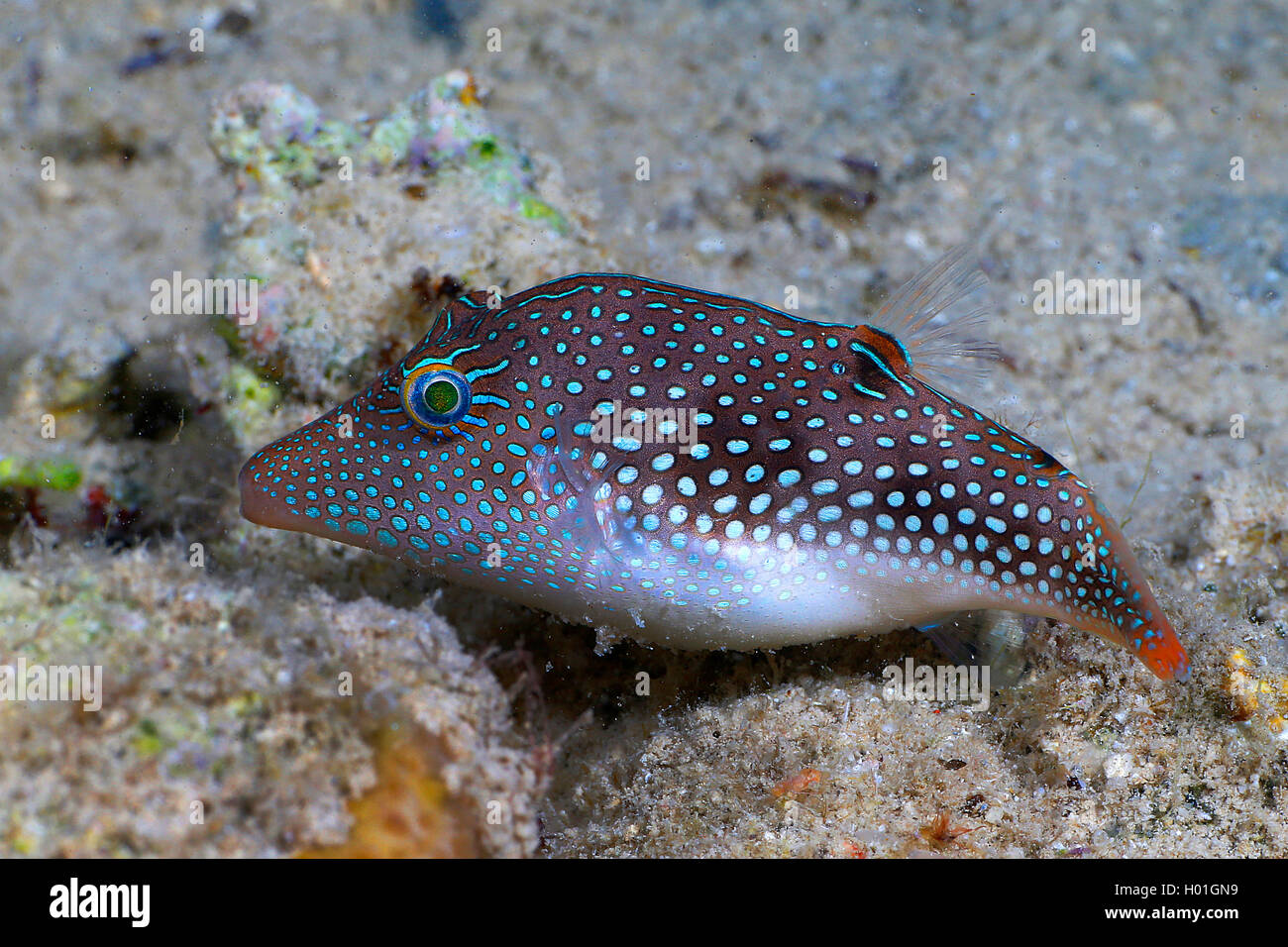 Pearl toby (Canthigaster margaritata), at sea bottom, Egypt, Red Sea, Hurghada Stock Photo