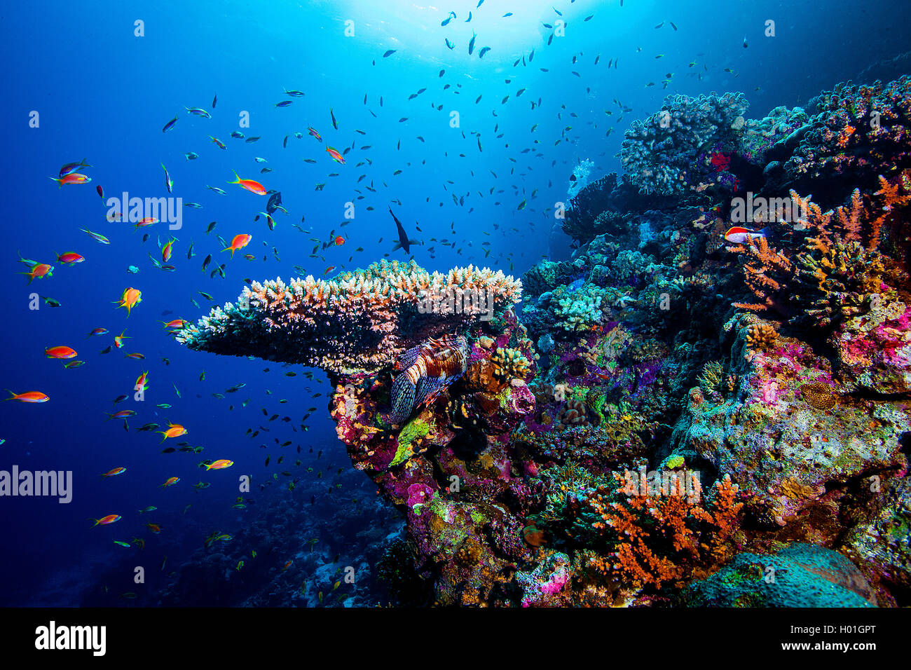coral gardens at Hurghada, Egypt, Red Sea, Hurghada Stock Photo