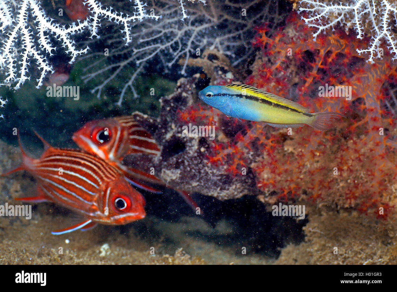 Blackline fangblenny (Meiacanthus nigrolineatus), at coral reef, Egypt, Red Sea, Hurghada Stock Photo