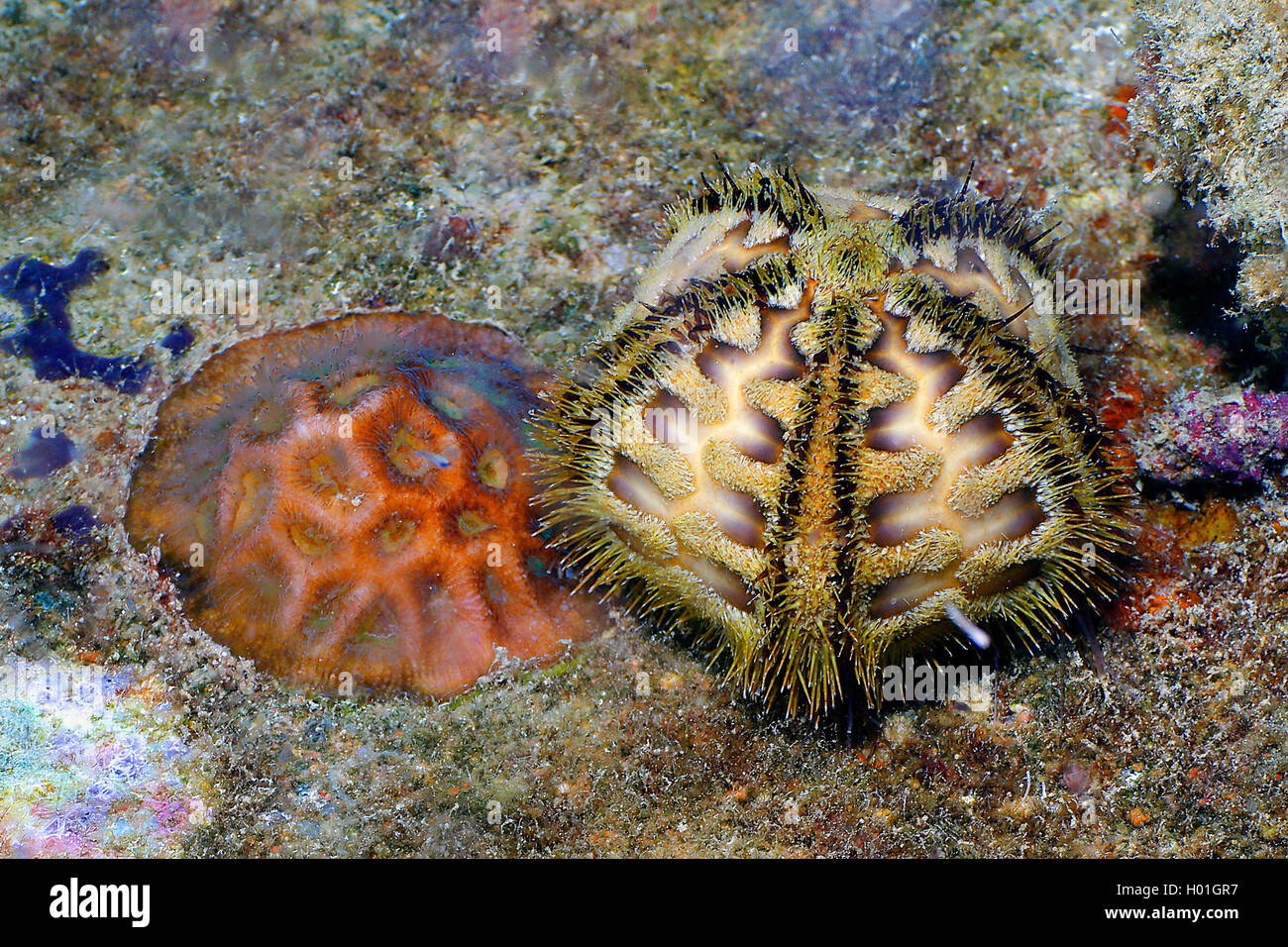 Sea urchin (Microcyphus rousseaui), at coral reef, Egypt, Red Sea