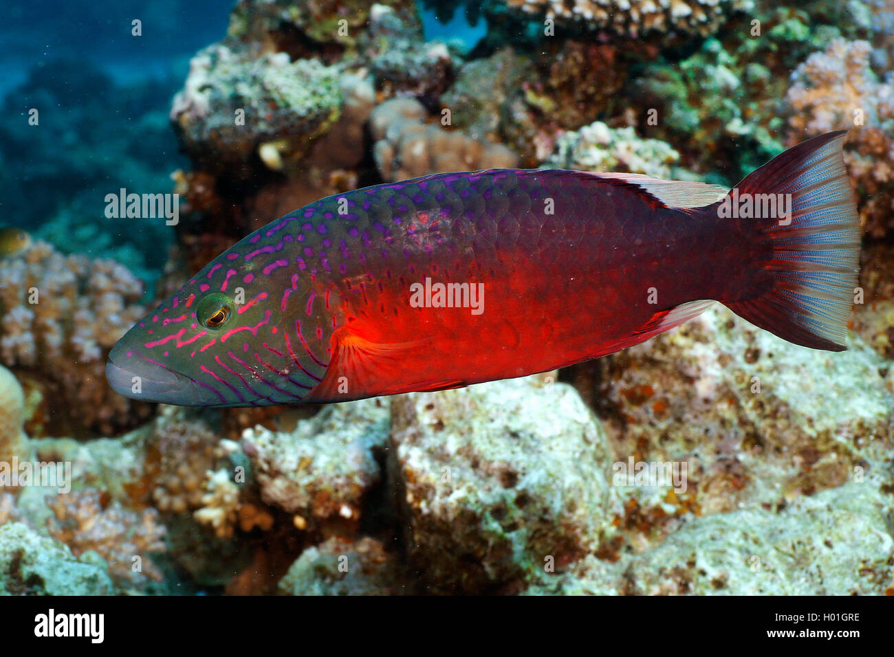 Cheek-lined wrasse (Oxycheilinus digrammus), at coral reef, Egypt, Red Sea, Hurghada Stock Photo