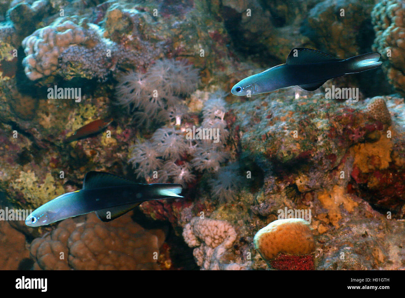 Blackfin dartfish (Ptereleotris evidens), two Blackfin dartfishes at coral reef, Egypt, Red Sea, Hurghada Stock Photo