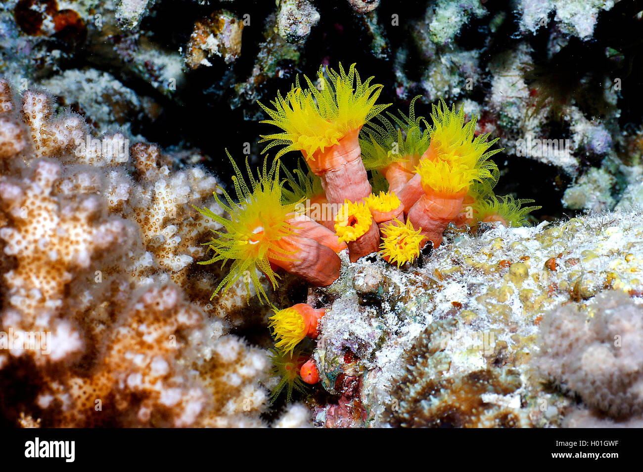 Sun coral, Sun polyps (Tubastrea coccinea), at coral reef, Egypt, Red Sea, Hurghada Stock Photo