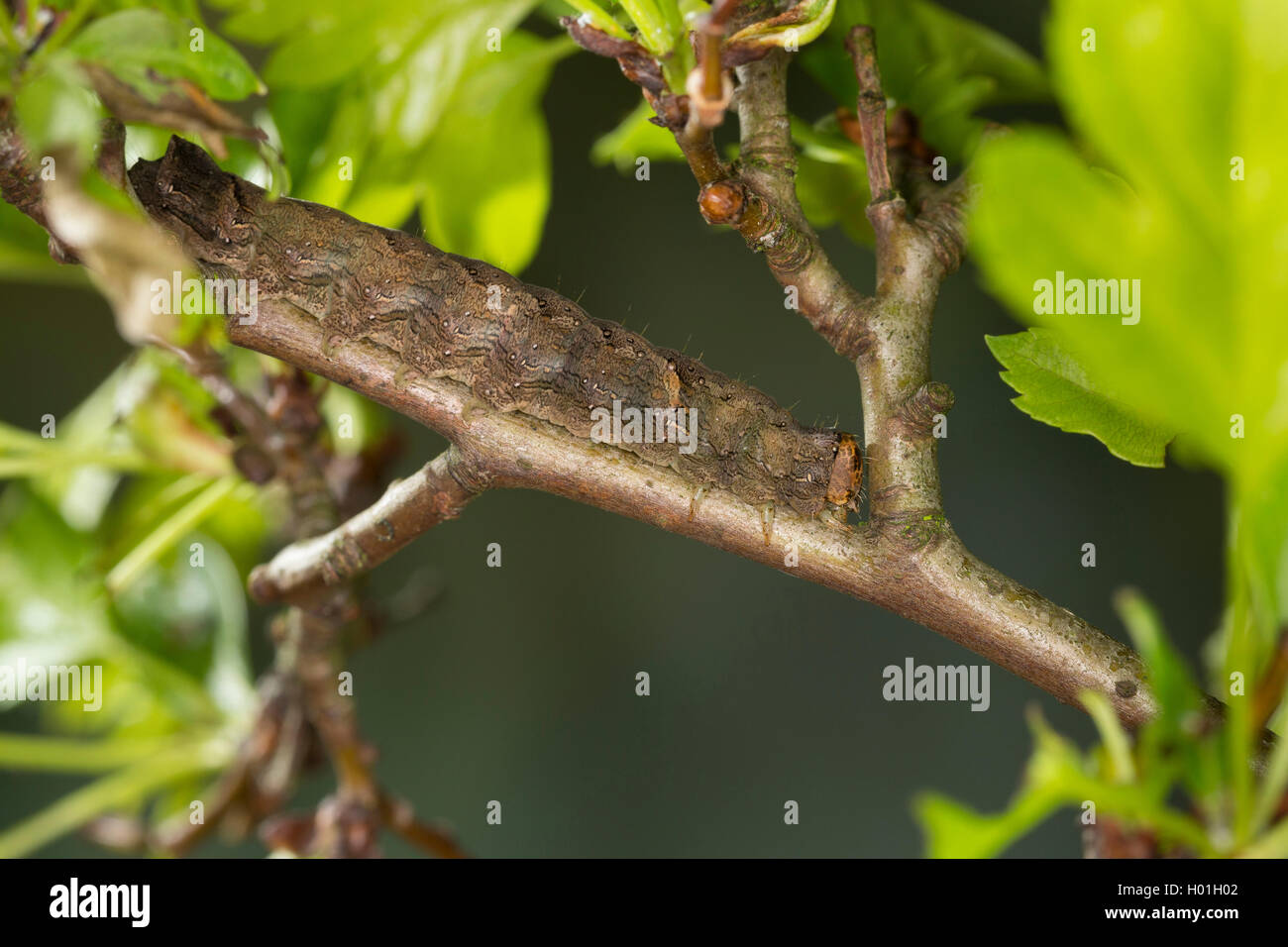 Green-brindled Crescent (Allophyes oxyacanthae, Miselia oxyacanthae, Meganephria oxyacanthae), caterpillar feeds on hawthorn, Germany Stock Photo
