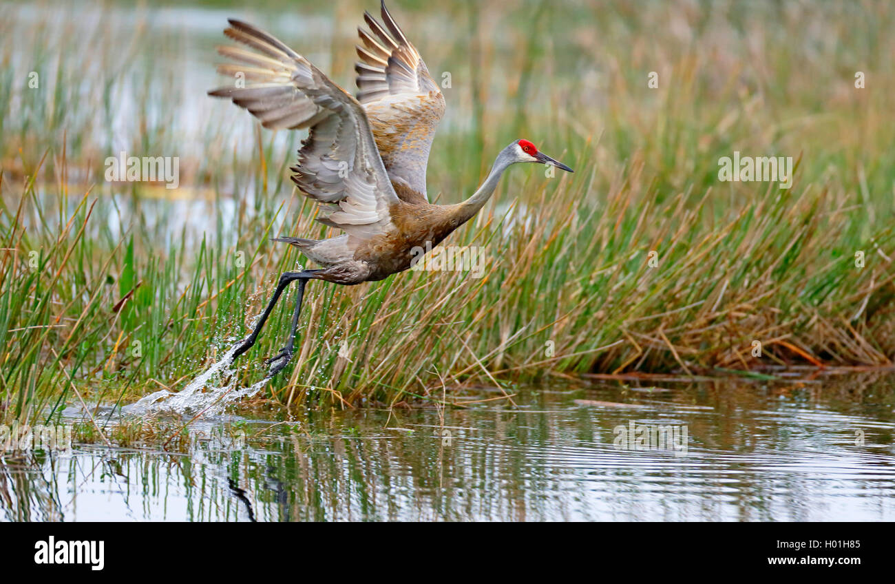 sandhill crane (Grus canadensis), flying over a water ditch, side view, USA, Florida Stock Photo