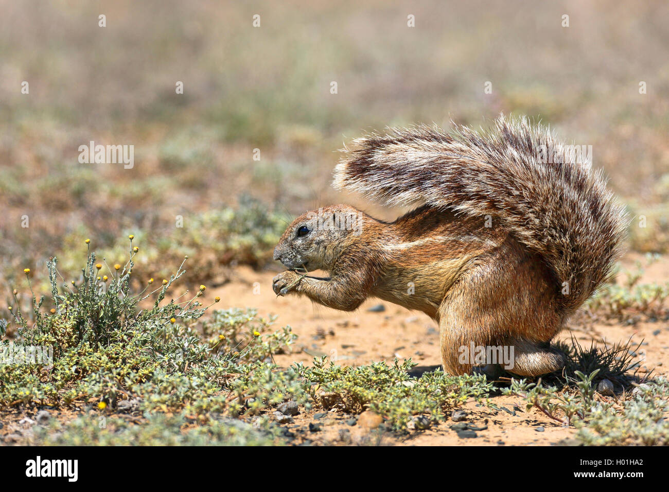 South African ground squirrel, Cape ground squirrel (Geosciurus inauris, Xerus inauris), eats plants, tail serves as a sunshade, South Africa, Eastern Cape, Mountain Zebran National Park Stock Photo