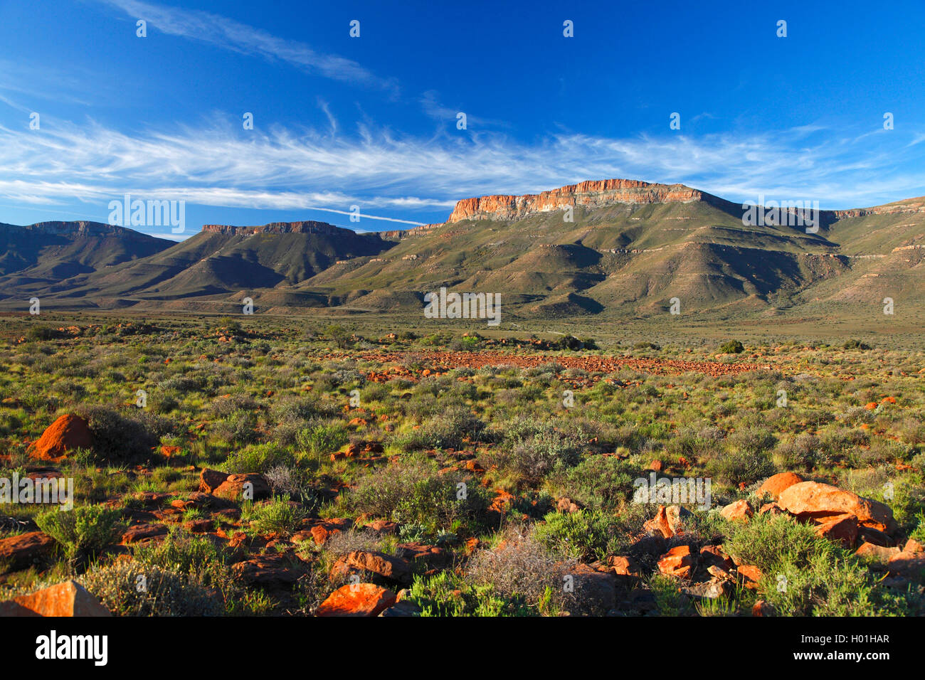 tableland in front of the Nuweveld Mountains, South Africa, Western Cape, Karoo National Park Stock Photo